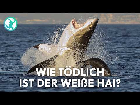 Der Weiße Hai - Killer oder Opfer? | Doku