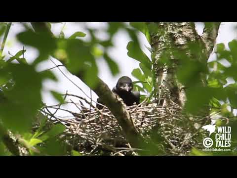 American Crow Babies: Day 7 of Nest Watch - New Orleans, LA
