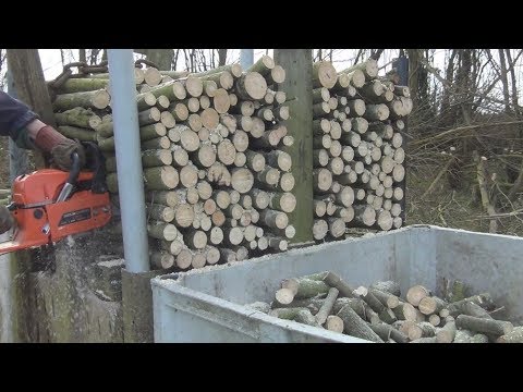 Chinese chainsaw, cutting Willow logs. 14/03/18.