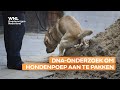 Zeeuwse drollendatabank om overlast van hondenpoep te voorkomen