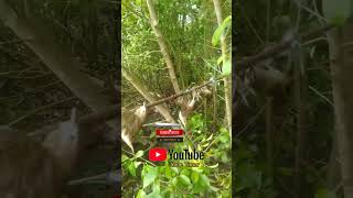 Download lagu Pikat Kerak Basi #burung #satwa #kicaumania mp3