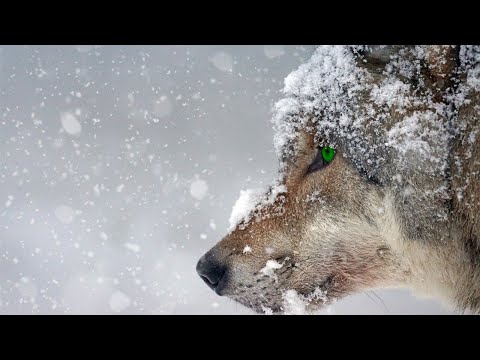 Wolf Spirit - Shamanic arts// Connect with the Spirit of the Wolf - 432 Hz