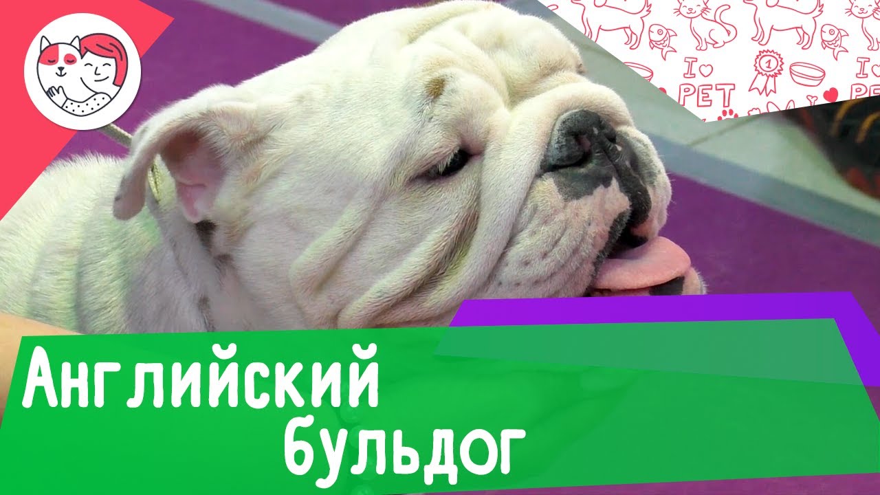 5 интересных фактов об английском бульдоге
