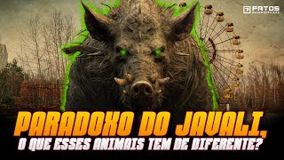 A invasão dos javalis radioativo de Chernobyl... E agora?