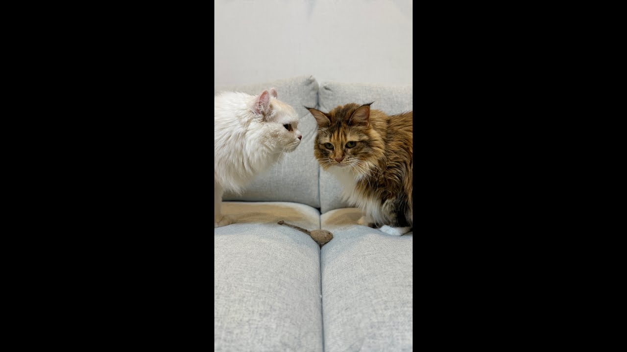 ちゃちゃ8歳の誕生日ライブ配信🎂