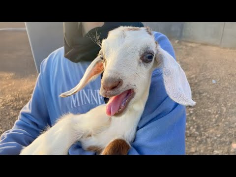 Les chèvres sont sur terre pour nous faire rire 🤣 Funniest animals video
