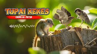 Download lagu Masteran Gereja Petir Bajing Tupai Kekes Suara Jernih Mudah Ditiru mp3