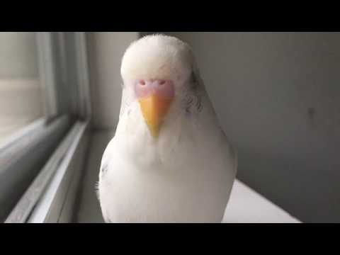 Cutest budgie singing and talking!!