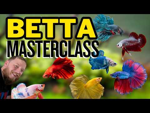 Bettas: The Complete Care Guide (How to Keep Betta Fish)