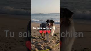 tu sais mon chien ❤️❤️❤️