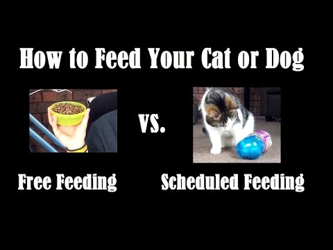 How to Feed Your Cat or Dog - Free Feeding vs Scheduled Feeding