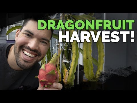 How to Grow Dragon Fruit Part 1 Soil Sun Water Containers and Fertilizing