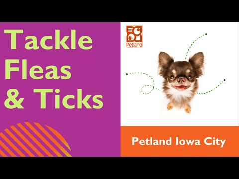 Flea & Tick Preventatives