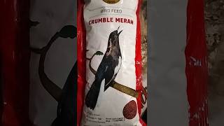 Download lagu UMPAN MAKANAN BURUNG KHUSUS KECER #shorts#shorts mp3 Download lagu UMPAN MAKANAN BURUNG KHUSUS KECER #shorts#shorts mp3