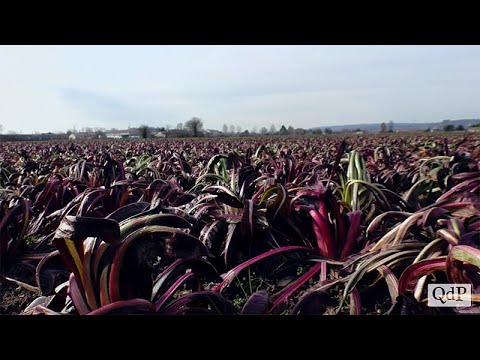Nelle terre del Piave, del Montello e della Val Belluna, il radicchio di "Borgo Dus" diventa birra