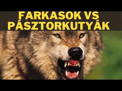 FARKASOK VS PÁSZTORKUTYÁK - beszélgetések Bartha Lászlóval! 2. Rész! - DogCast TV