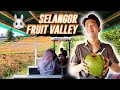 [TRAVEL] Selangor Fruit Valley tour on a buggy, Malaysia