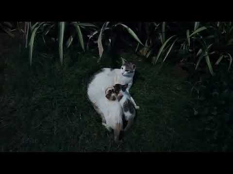 Amogh with street cats