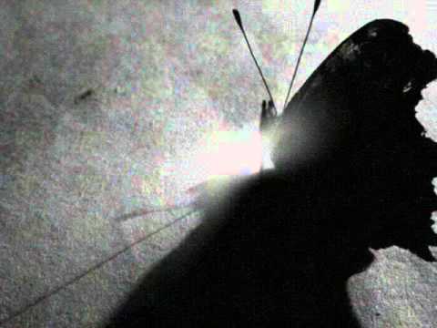 Current 93 & Nurse With Wound - Butterfly Drops