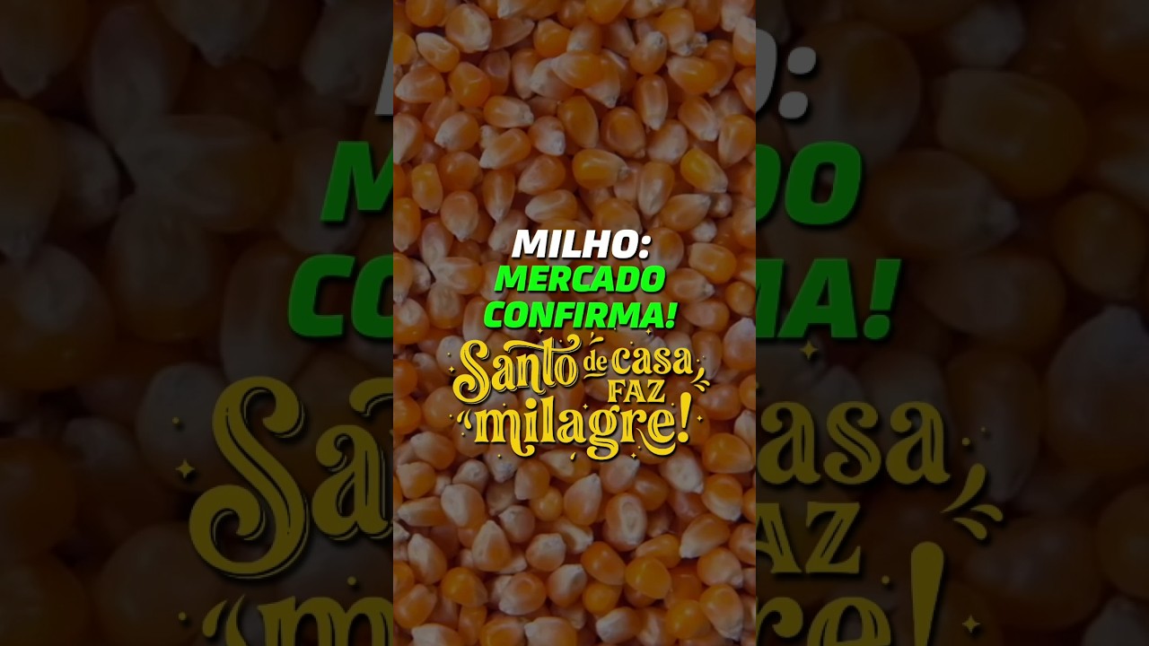 MILHO: MERCADO CONFIRMA! SANTO DE CASA FAZ MILAGRE!