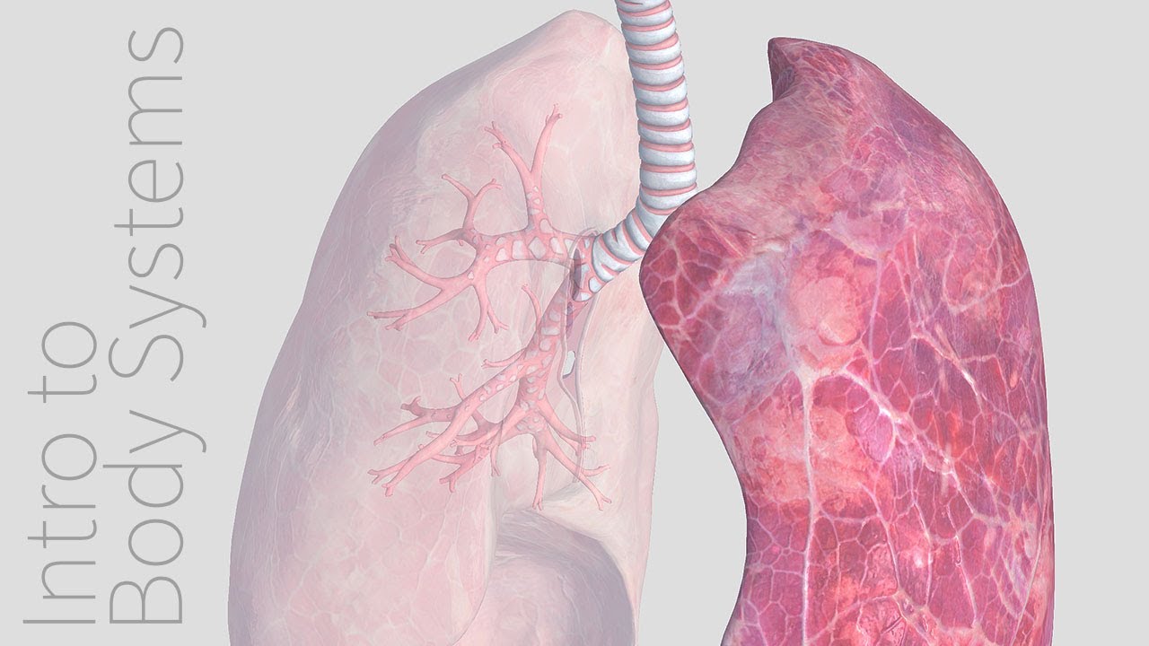 Introduction to the Respiratory System - Animated Tutorial | Complete Anatomy