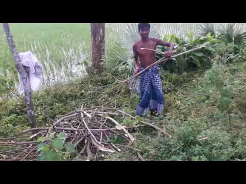 পার্চিংকরণে ডাল কাটার কৌশল-২