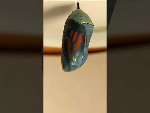 Remy (monarch caterpillar) variable speed time-lapse