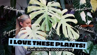 I love these Houseplants! | Here's what's growing...
