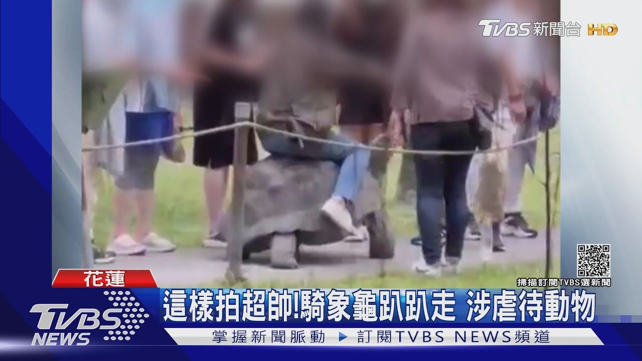 這樣拍超帥!騎象龜趴趴走 涉虐待動物