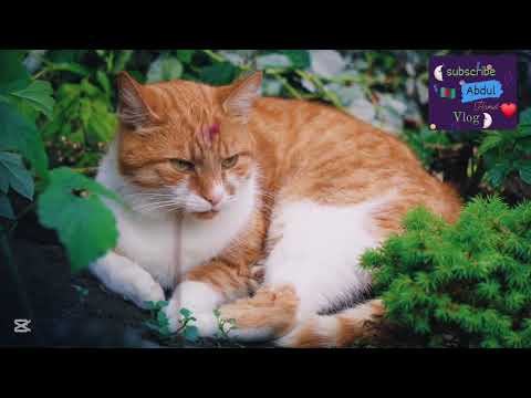 Abdul Hamid vlog #cat #funny