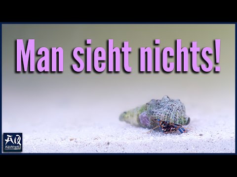 Was tun gegen trübes Wasser im Meerwasseraquarium? | AquaOwner