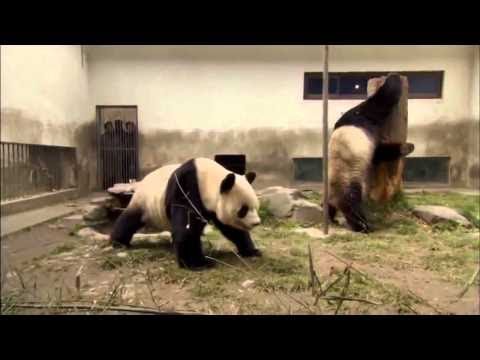 National geographic -Rare panda's life - Wildlife animal documentary[Full Documentary]