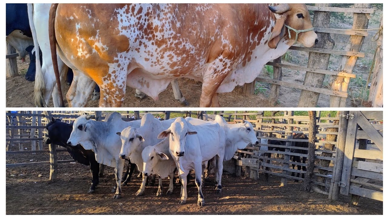 FEIRA DO GADO EM OURICURI PERNAMBUCO DIA, 11-12-2024. #nordeste