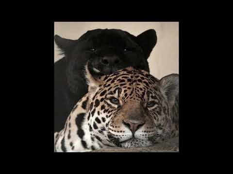 DJ Shuriken666 - HELL RAGE