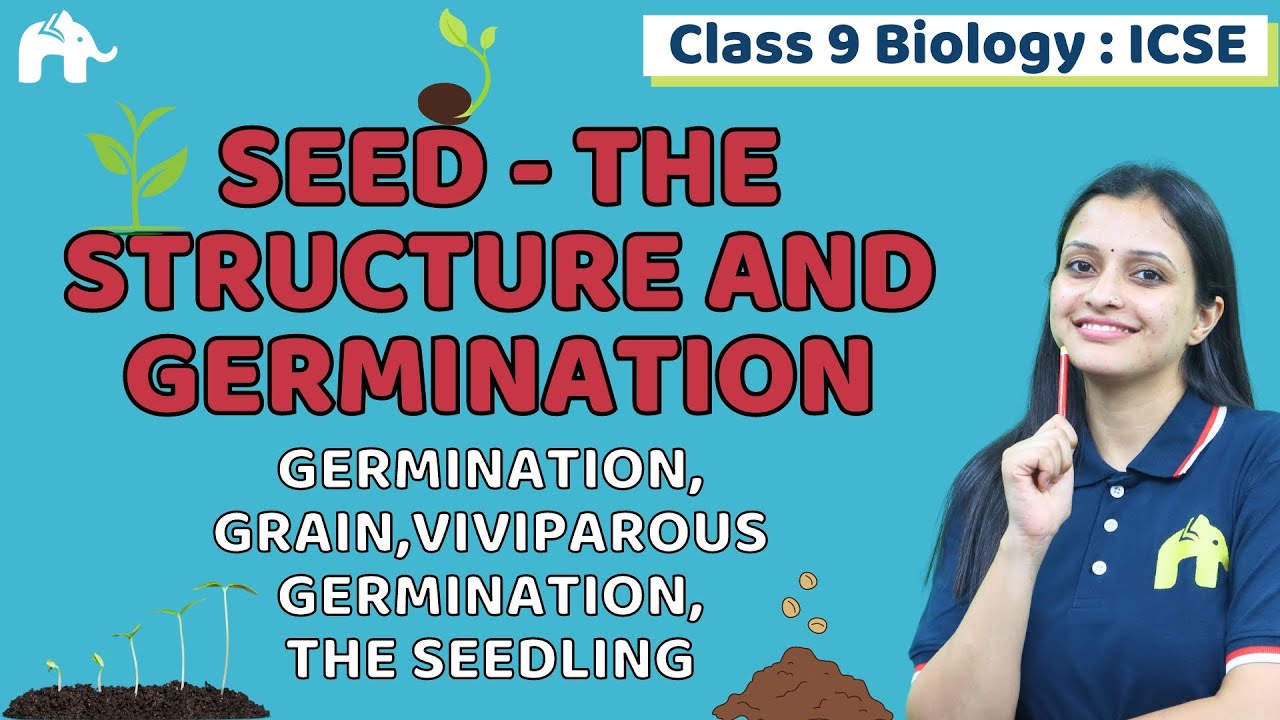 Seed- The Structure and Germination Class 9 ICSE Biology | Chapter 5 | Germination, Viviparous