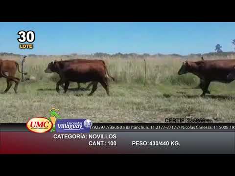 Lote 100 Novillos en Col. C. Pellegrini, Corrientes