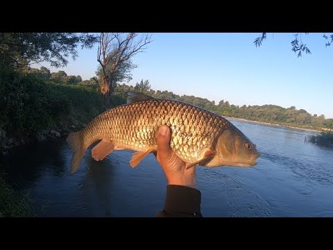 big chub on lures SAVA river