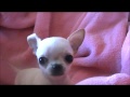 Chihuahua Baby Buttercup ~ Ms Puppy Connection ...