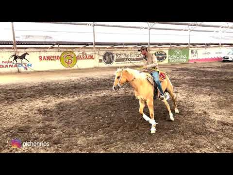 C16P5 EL CAMINO AL FUTURITY VIP - José Ramos y Pichón Ríos