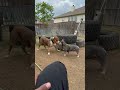 Frenchie Vs Bully