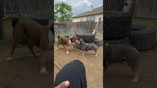 Frenchie vs bully