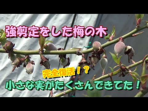 コリネウム病 なぜ梅の木が泣くのですか 原因 予防 歯周病菌