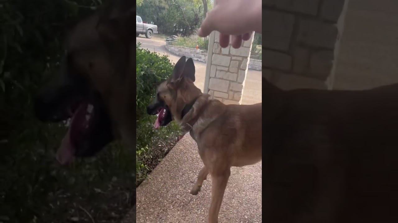 Malinois Fetches Drink. Thanks Frank.
