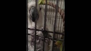 Caesar and his adorable voice