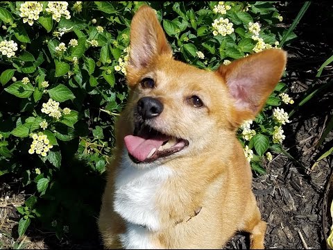 Shayla - Louisville, KY, an adopted Chihuahua & Pomeranian Mix in Louisville, KY_image-1