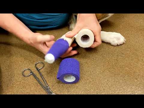 Happy Tail Bandaging