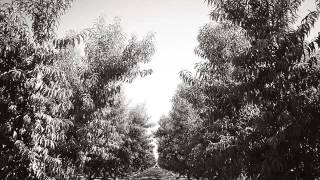 Yank Rachell Peach Tree Blues (1941)