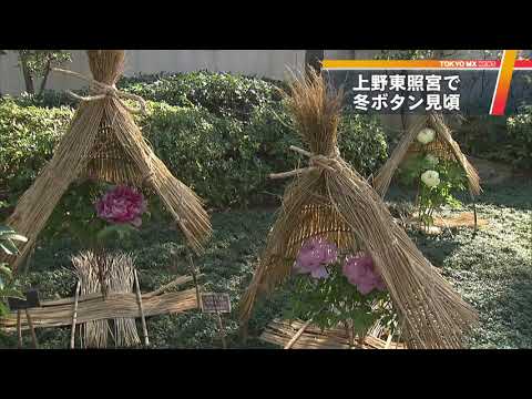 牡丹の開花を誘発するにはどうすればよいですか？芽を開くのに役立つ専門家のアドバイスとサポートビデオ!  庭園
