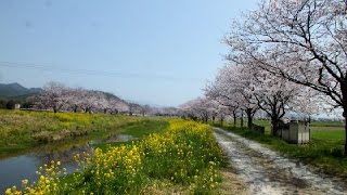 preview picture of video '草場川の菜の花と桜と水草　筑前町2015　Sakura Stream'