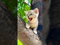 Pa Pa Remix Cute ‍ ️ Viral Cat Cats Catlover Catvideos Cutekitty Meowmoe August 11 2025